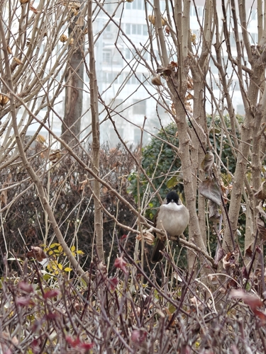 Brown-breasted Bulbul