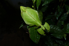 Pulchriphyllium bioculatum