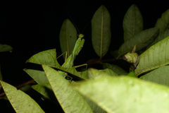 Hierodula membranacea