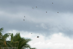 Accipiter rufitorques