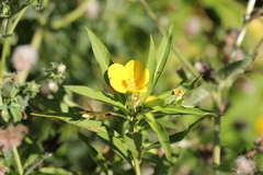 Ludwigia hexapetala