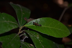 Hapalopeza