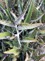 Kalanchoe daigremontiana