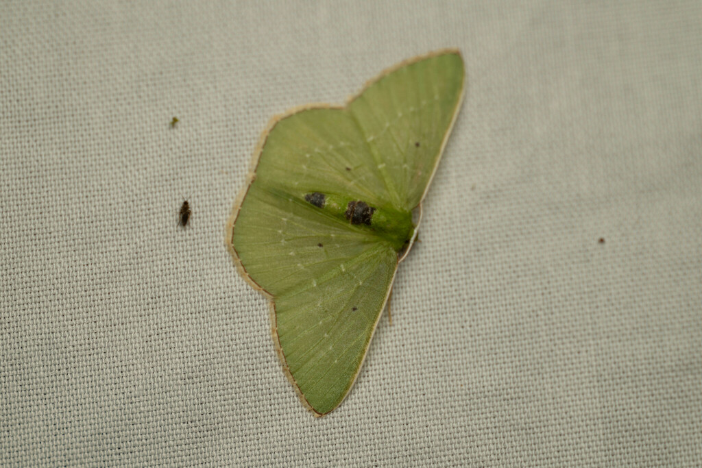 Nemoria carolinae