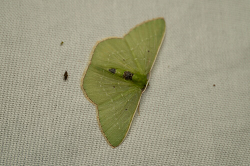 Nemoria carolinae