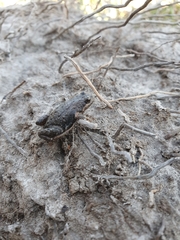 Microbatrachella capensis