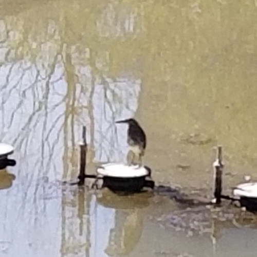 Chinese Pond-Heron