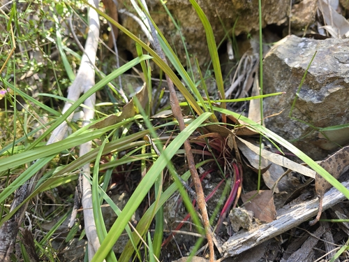 Image of Thrift-Leaved Triggerplant (Stylidium armeria) by (c) Josh, some rights reserved (CC BY)