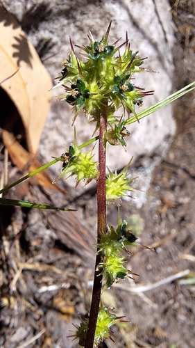 Image of Acaena echinata by no rights reserved