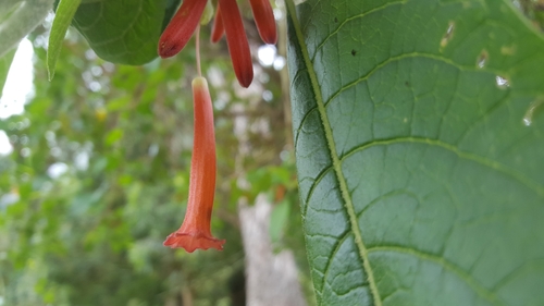 Image of Iochroma fuchsioides by (c) Steven Bodzin, some rights reserved (CC BY)