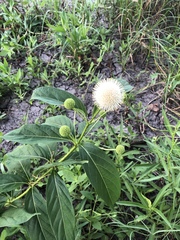 Cephalanthus occidentalis