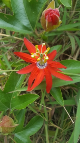 Image of Passiflora manicata by (c) Steven Bodzin, some rights reserved (CC BY)