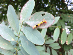 Lepidoptera