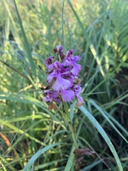 Platanthera peramoena