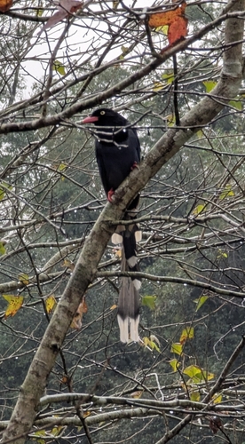 Taiwan Blue Magpie (Urocissa caerulea), photo 9