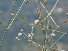 Cephalaria joppensis