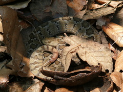 Crotalus ravus ravus