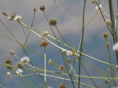 Cephalaria joppensis