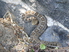 Crotalus ravus ravus