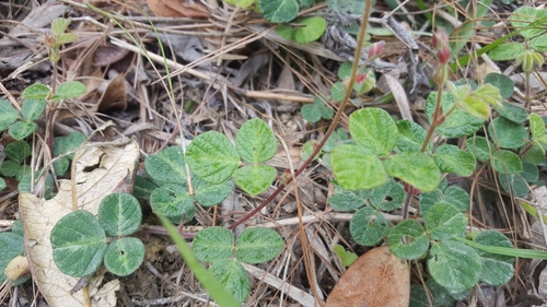 Image of Desmodium molliculum by (c) Steven Bodzin, some rights reserved (CC BY)