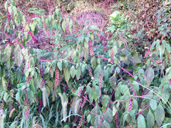 Phytolacca americana