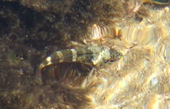 Bovichtus angustifrons