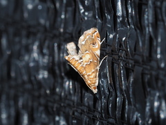 Elophila turbata