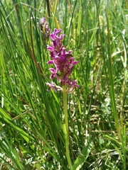 Dactylorhiza incarnata cruenta