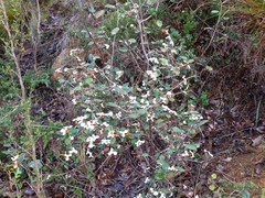 Spyridium thymifolium