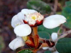 Spyridium thymifolium
