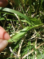 Dactylorhiza incarnata cruenta