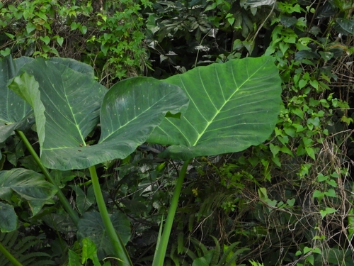 Image of Xanthosoma sagittifolium by (c) 許慶棠Ray, some rights reserved (CC BY)