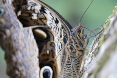 Caligo beltrao