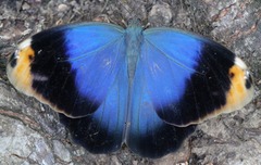 Caligo beltrao