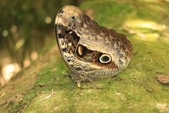 Caligo beltrao