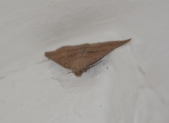 Pechipogo plumigeralis