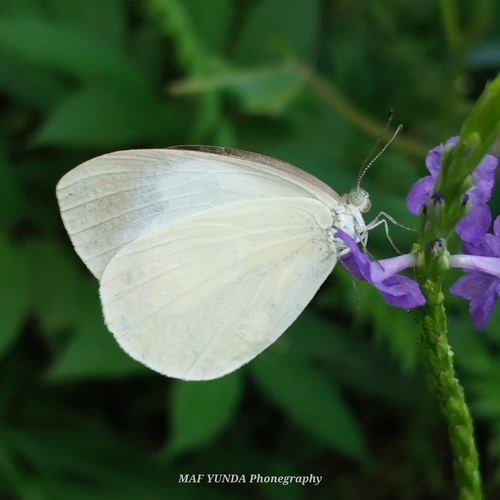 Elodina sota