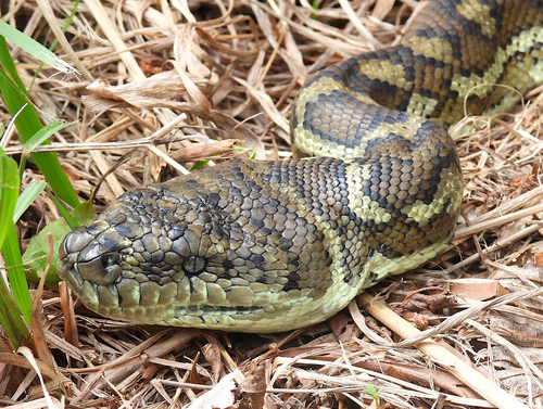 Coastal Carpet Python sighting