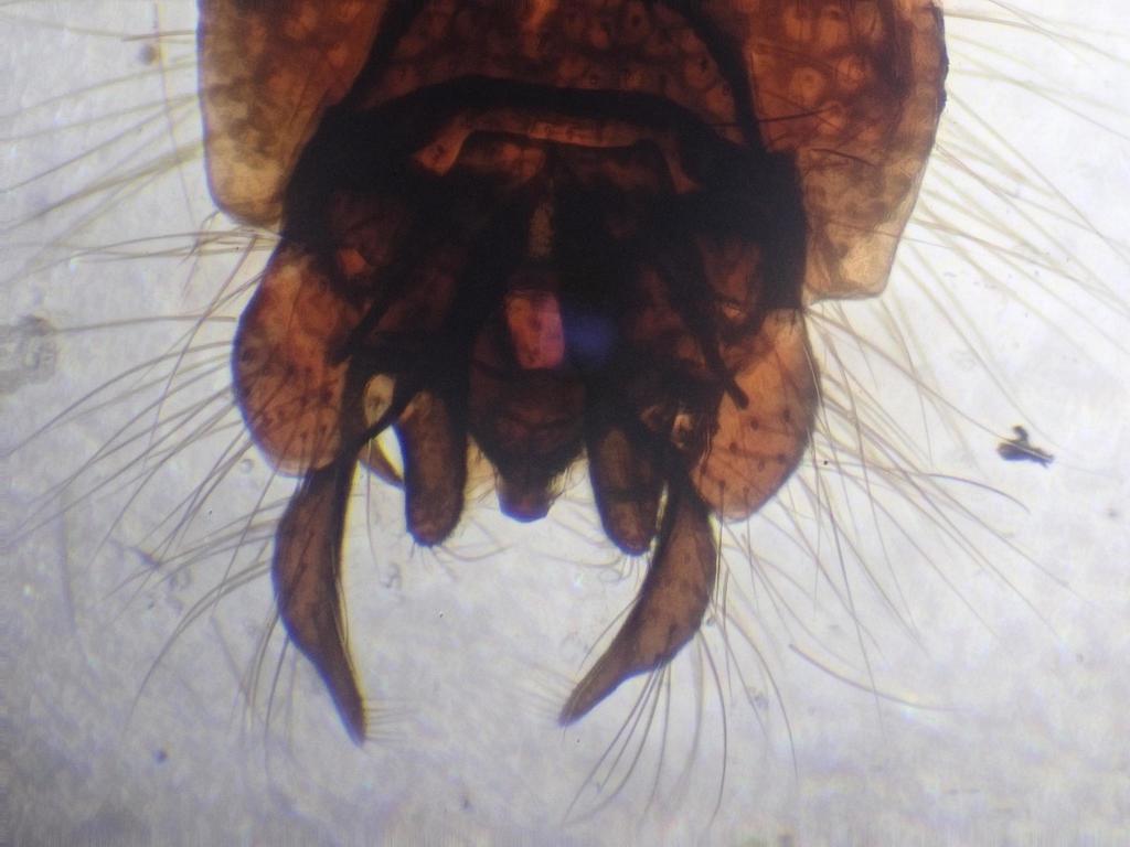 Chironomus anthracinus