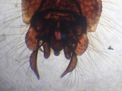 Chironomus anthracinus