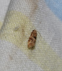 Lobesia transtrifera