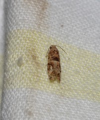 Lobesia transtrifera