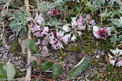 Astragalus australis