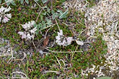 Astragalus australis
