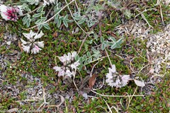 Astragalus australis