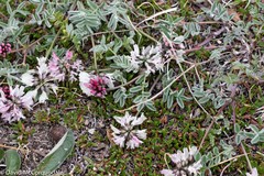 Astragalus australis