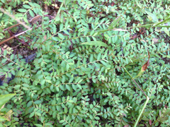 Angiospermae