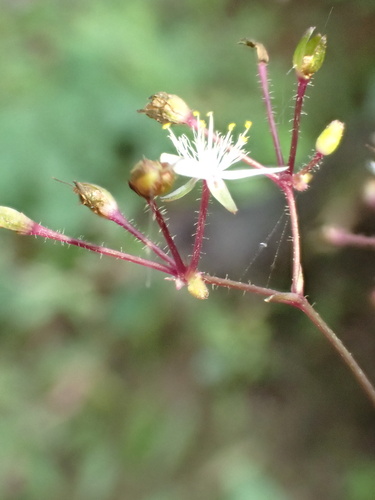 Tahitian bridalveil (Gibasis geniculata)