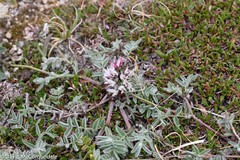 Astragalus australis