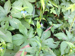 Angiospermae